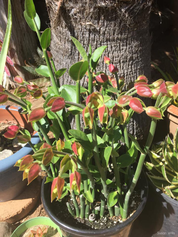 Euphorbia bracteata (Slipper Plant)