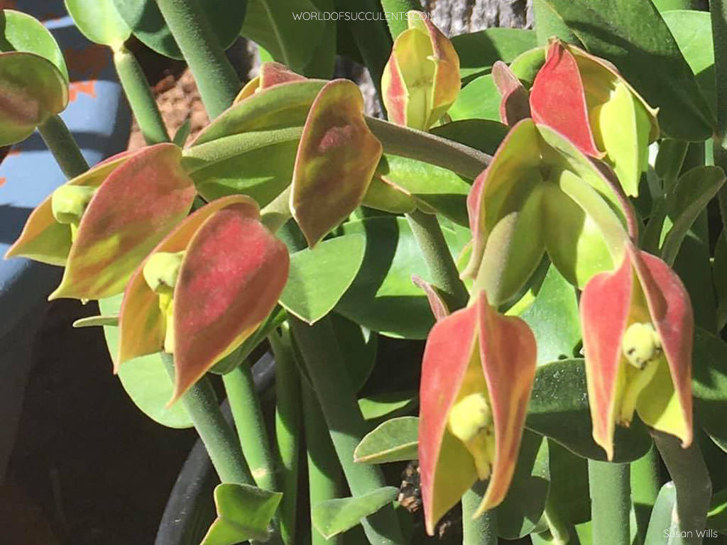 Euphorbia bracteata (Slipper Plant)