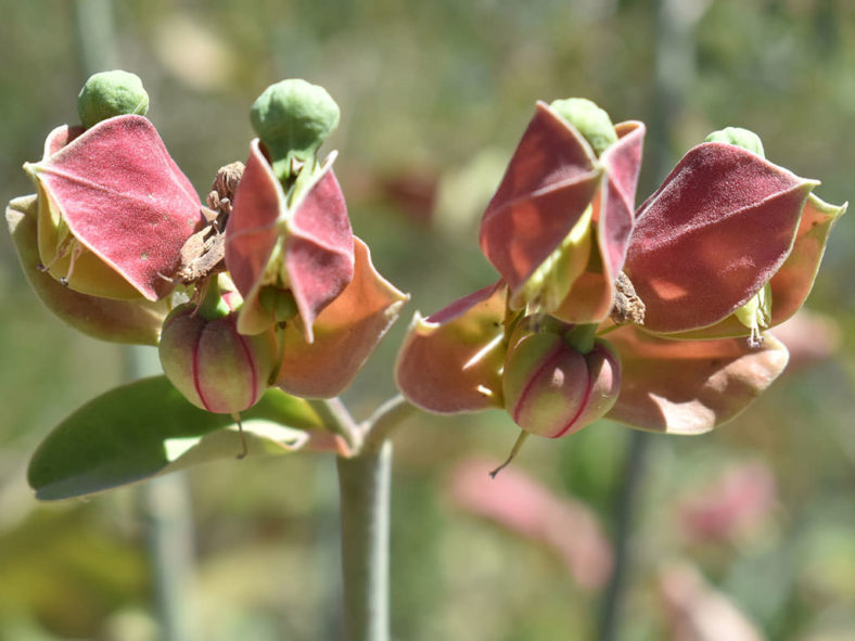 Euphorbia bracteata (Slipper Plant)