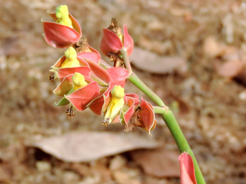 Euphorbia bracteata (Slipper Plant)