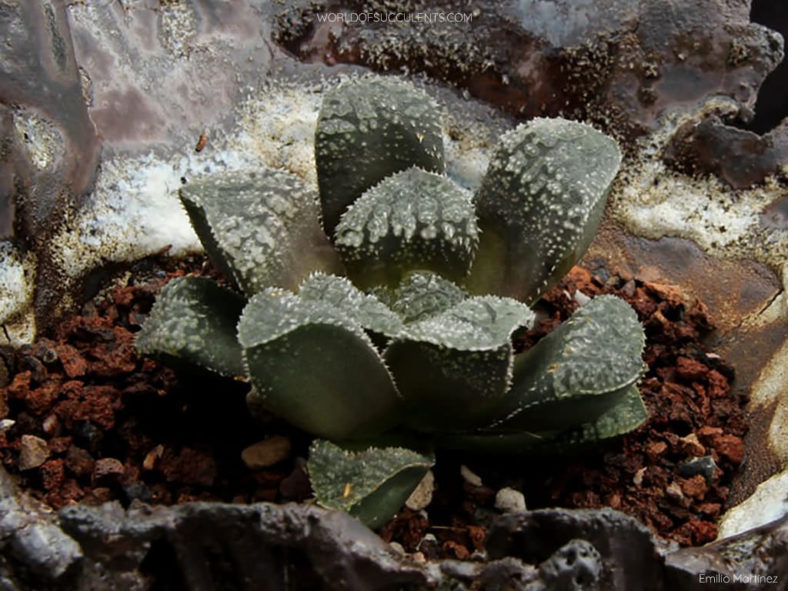 Haworthia 'Mordor'