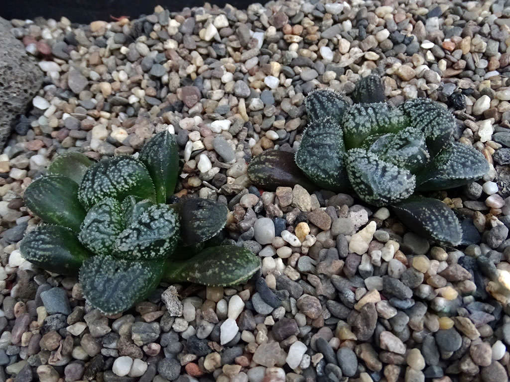 Haworthia 'Mordor'