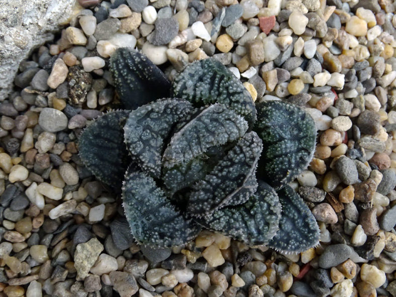 Haworthia 'Mordor'