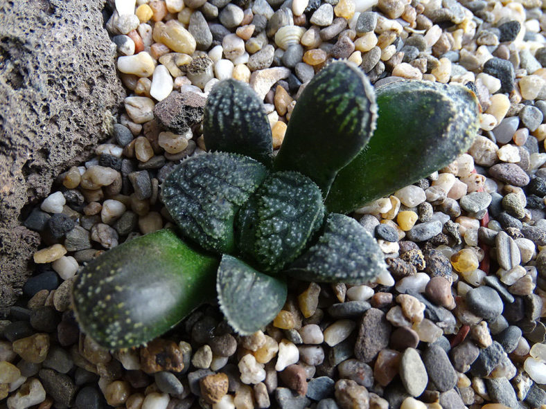 Haworthia 'Mordor'