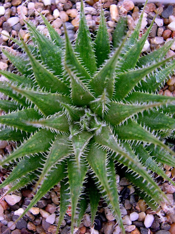 Haworthia cooperi var. doldii