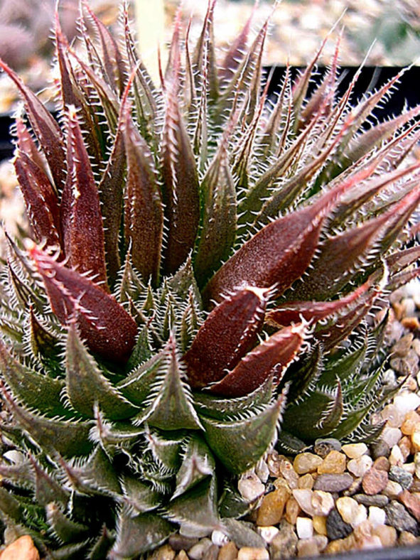 Haworthia cooperi var. doldii