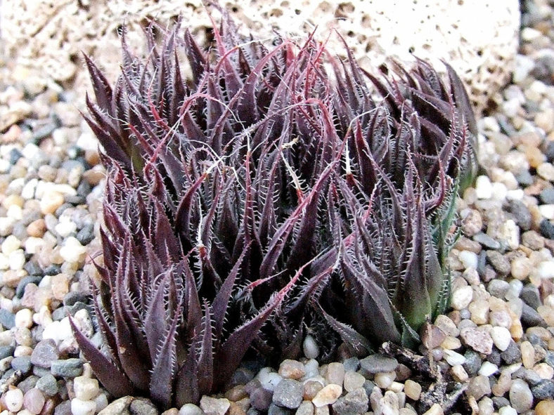 Haworthia cooperi var. doldii