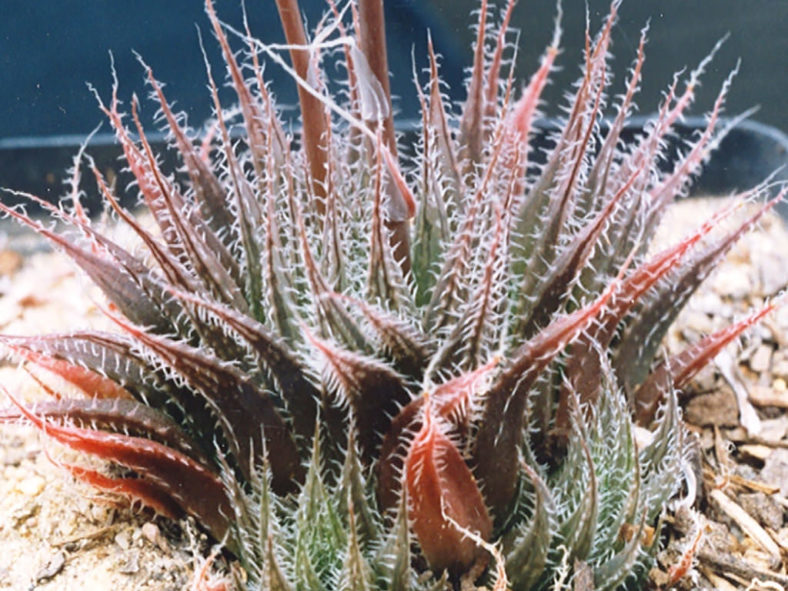 Haworthia cooperi var. doldii