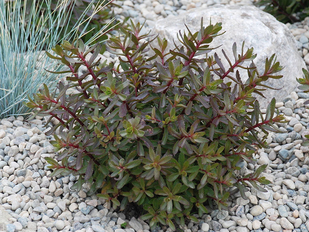 Hylotelephium 'Jade Tuffet' aka Sedum 'Jade Tuffet'