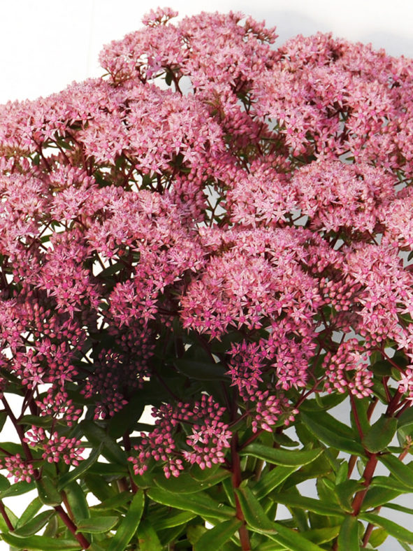 Hylotelephium 'Jade Tuffet' aka Sedum 'Jade Tuffet'