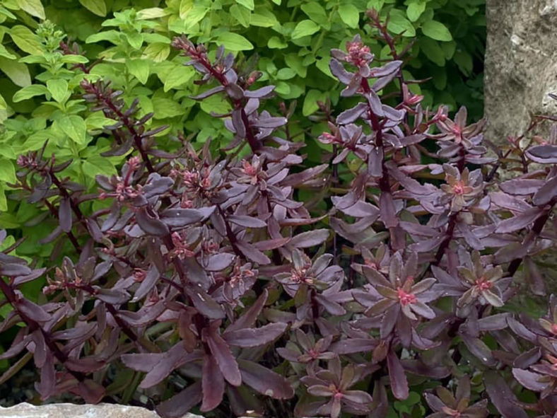 Hylotelephium 'Jade Tuffet' aka Sedum 'Jade Tuffet'