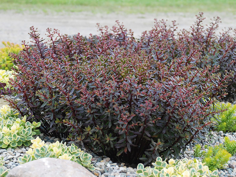 Hylotelephium 'Jade Tuffet' aka Sedum 'Jade Tuffet'