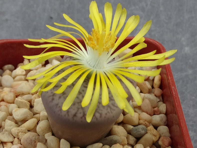 Lithops pseudotruncatella var. elisabethae