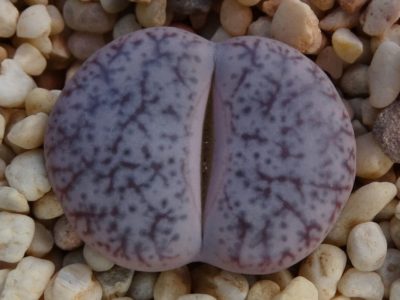 Lithops pseudotruncatella var. elisabethae