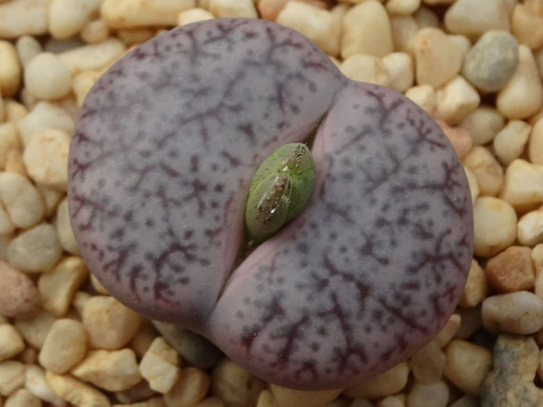 Lithops pseudotruncatella var. elisabethae