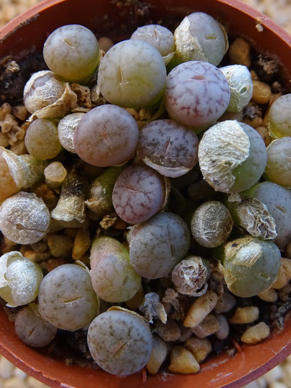 Lithops pseudotruncatella var. elisabethae