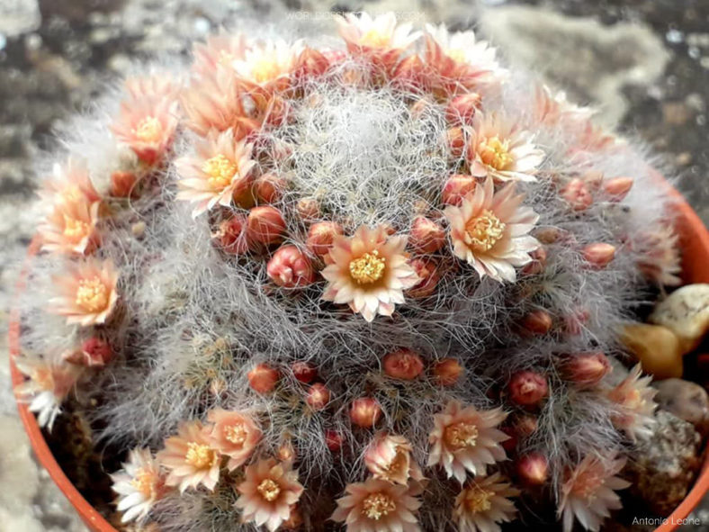 Mammillaria scheinvariana aka Mammillaria crinita subsp. scheinvariana