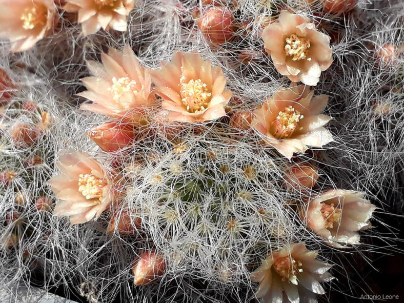 Mammillaria scheinvariana aka Mammillaria crinita subsp. scheinvariana