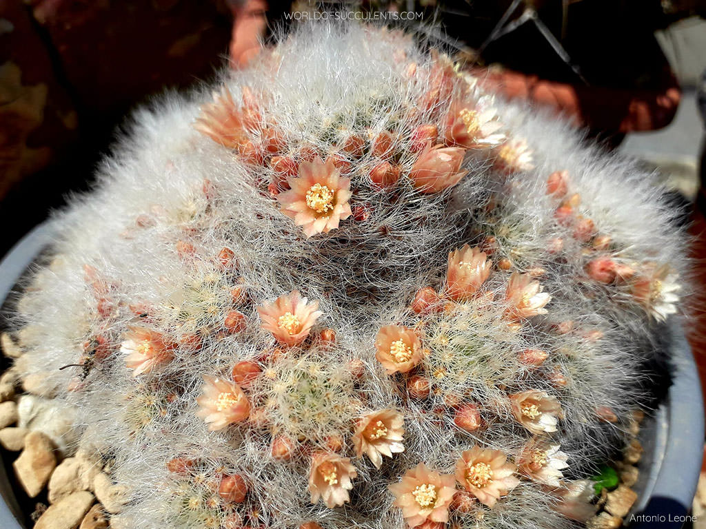 Mammillaria scheinvariana aka Mammillaria crinita subsp. scheinvariana