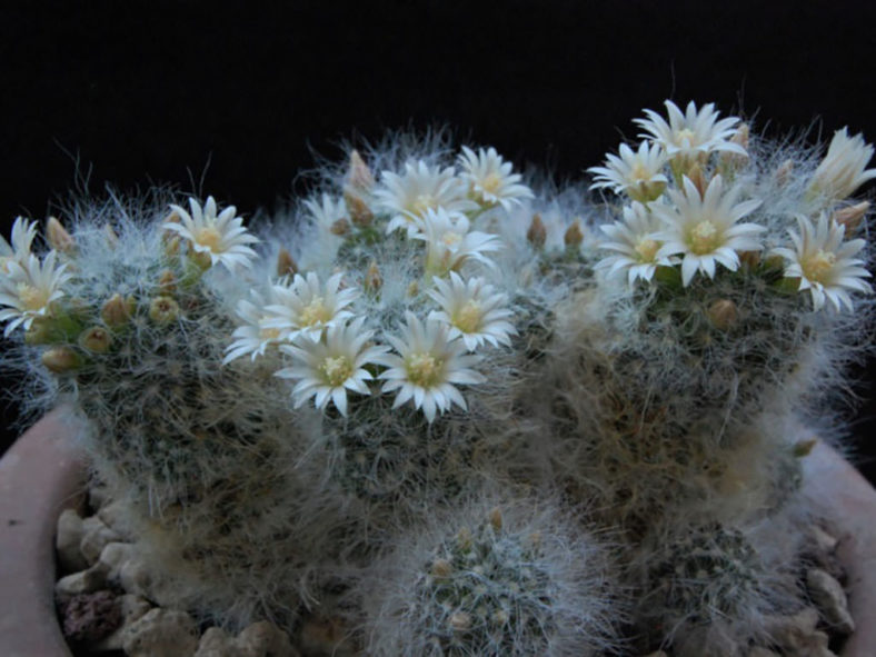 Mammillaria scheinvariana aka Mammillaria crinita subsp. scheinvariana