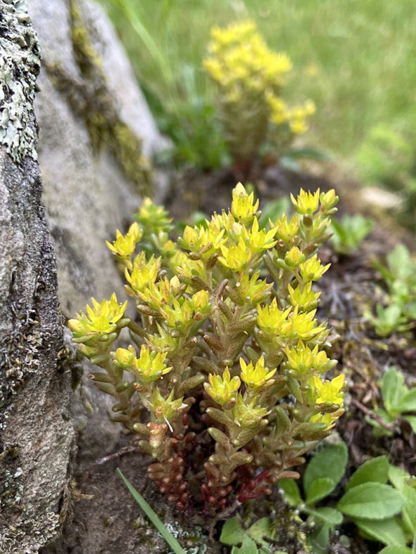 Sedum annuum (Annual Stonecrop)