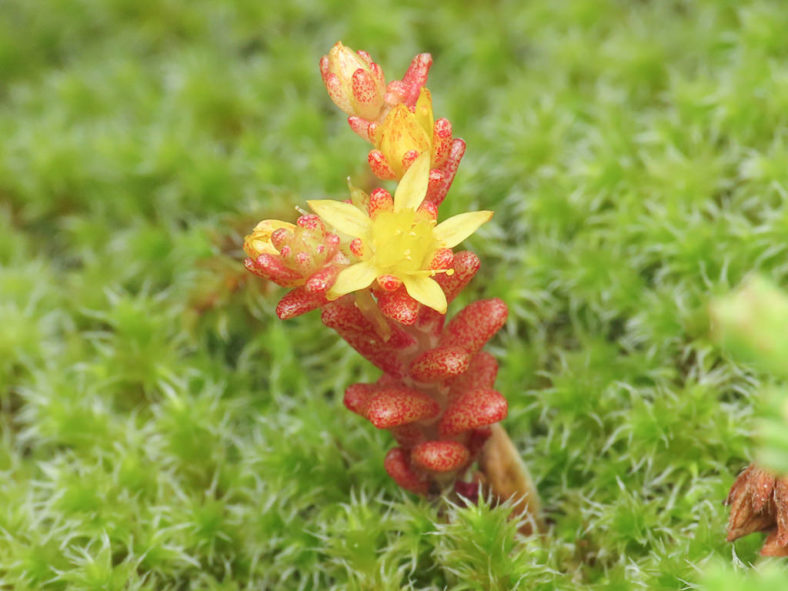 Sedum annuum (Annual Stonecrop)