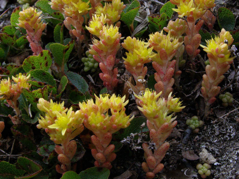 Sedum annuum (Annual Stonecrop)