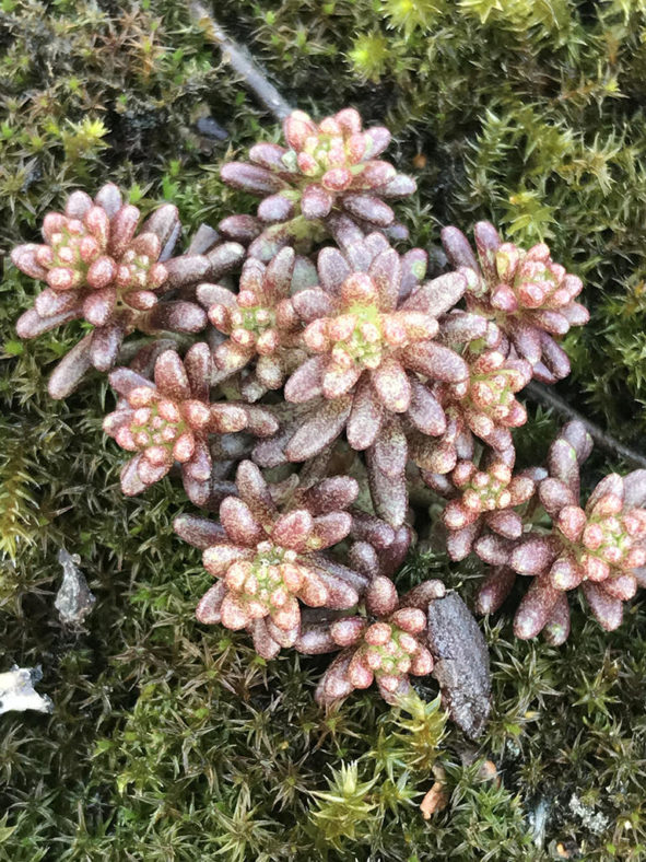 Sedum annuum (Annual Stonecrop)