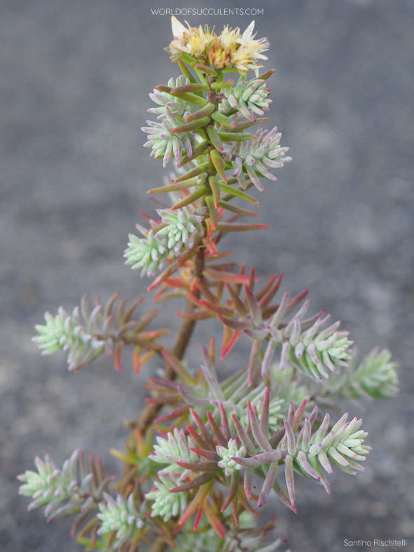 Sedum griseum (Gray Sedum)