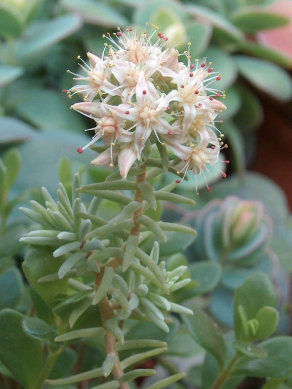 Sedum griseum (Gray Sedum)