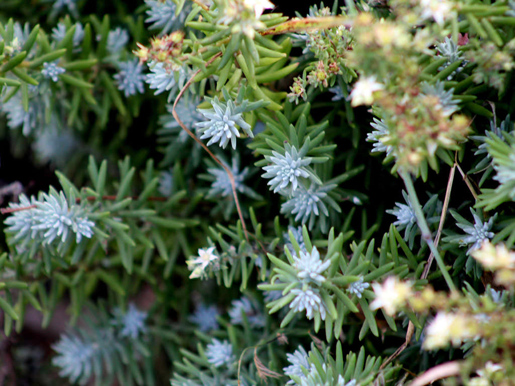 Sedum griseum (Gray Sedum)