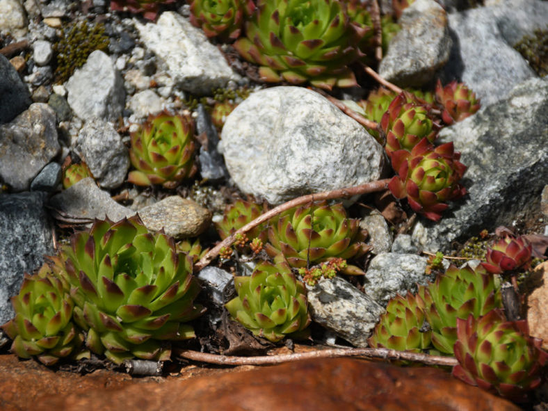 Sempervivum caucasicum