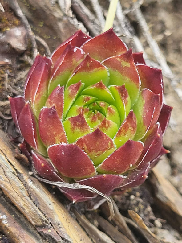 Sempervivum caucasicum