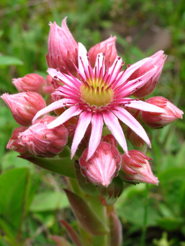 Sempervivum caucasicum