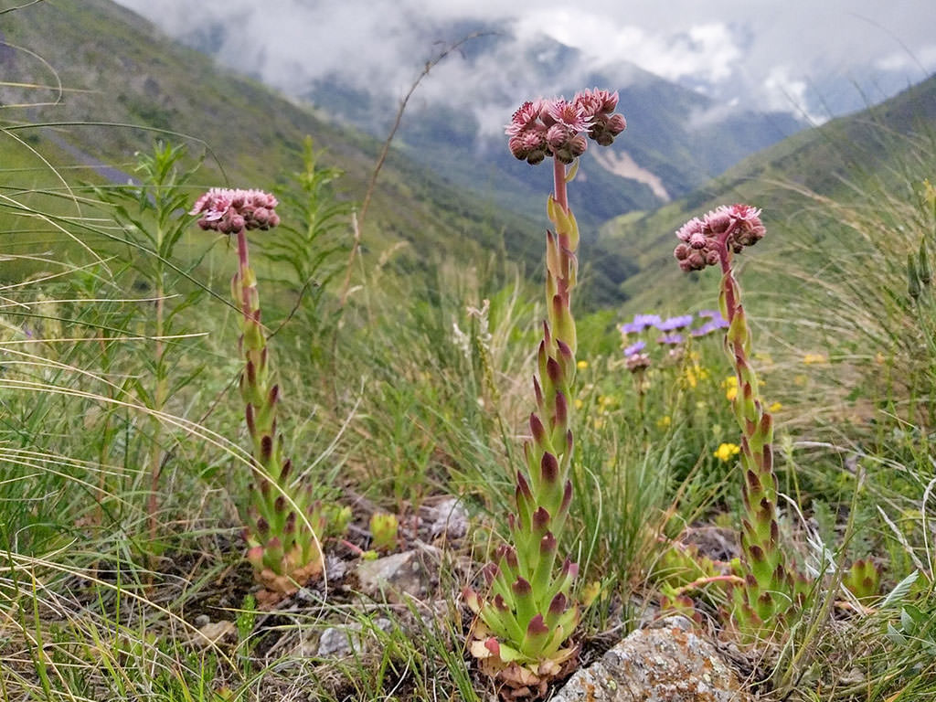 Sempervivum caucasicum