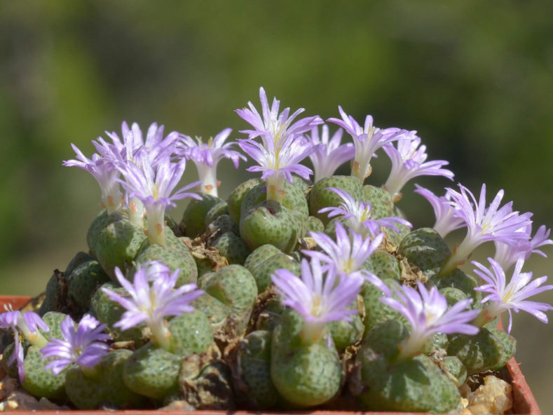 Conophytum taylorianum