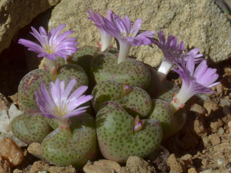 Conophytum taylorianum