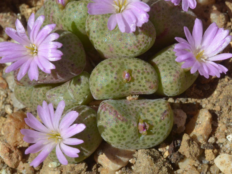 Conophytum taylorianum