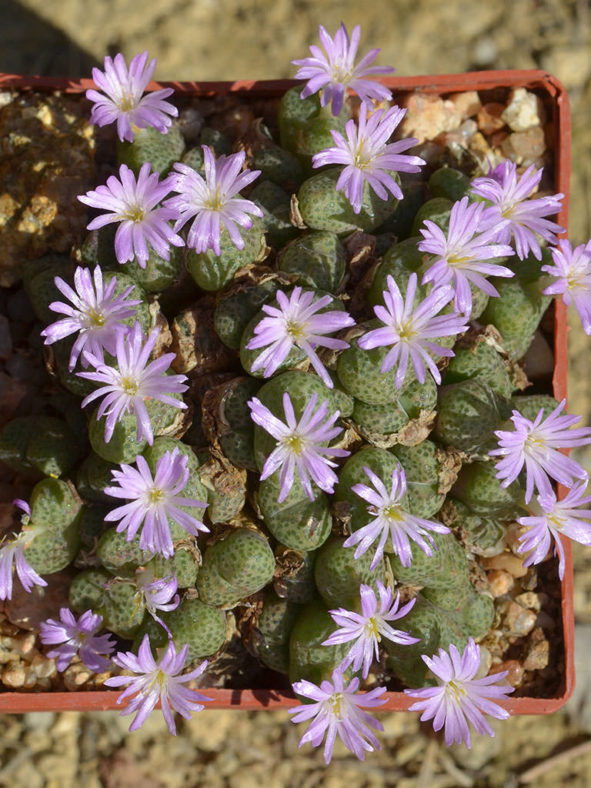 Conophytum taylorianum