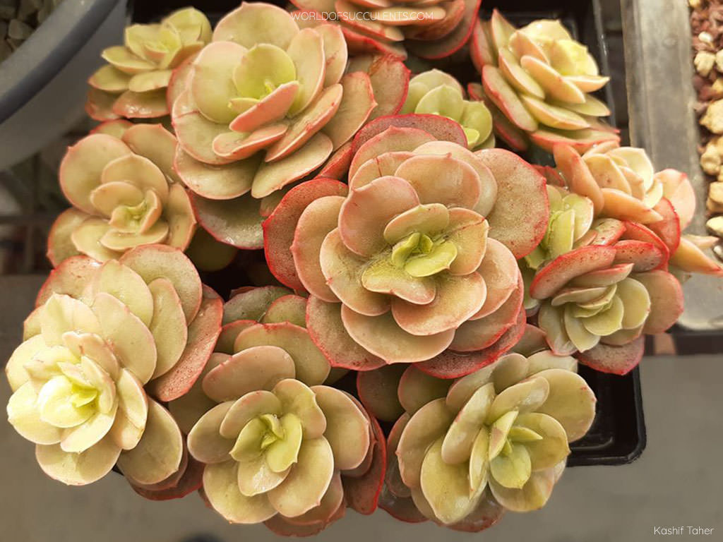 Echeveria 'Suyon' aka Echeveria 'Sunyan'