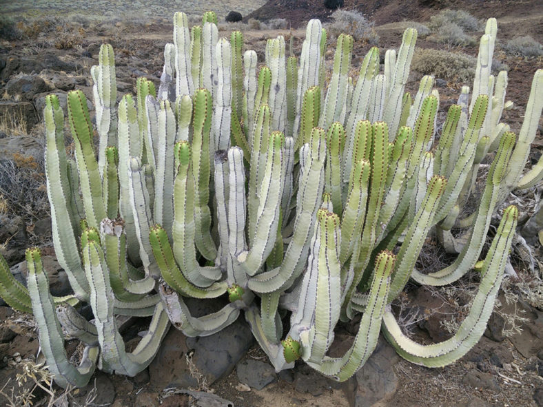 Euphorbia canariensis (Canary Island Spurge)