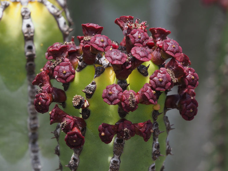 Euphorbia canariensis (Canary Island Spurge)