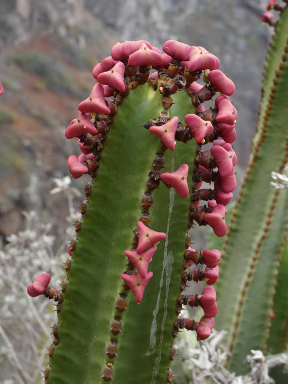 Euphorbia canariensis (Canary Island Spurge)