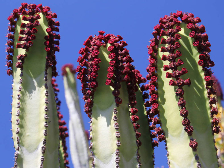 Euphorbia canariensis (Canary Island Spurge)