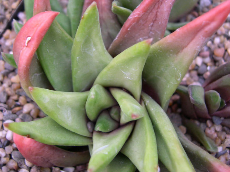 Haworthiopsis scabra var. lateganiae aka Haworthia scabra var. lateganiae