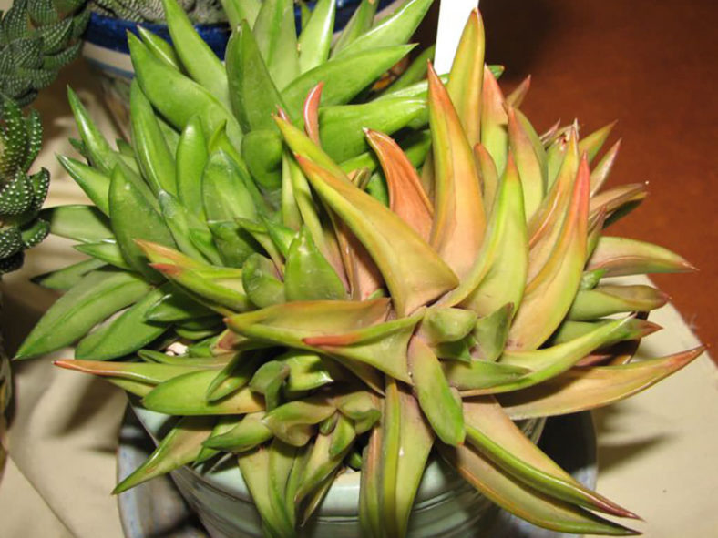 Haworthiopsis scabra var. lateganiae aka Haworthia scabra var. lateganiae