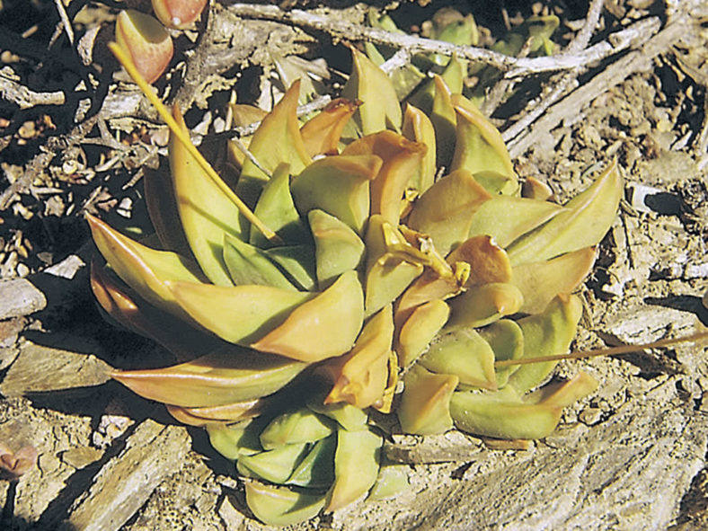 Haworthiopsis scabra var. lateganiae aka Haworthia scabra var. lateganiae