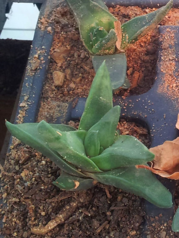 Haworthiopsis scabra var. lateganiae aka Haworthia scabra var. lateganiae