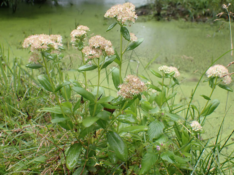 Hylotelephium pallescens aka Sedum pallescens