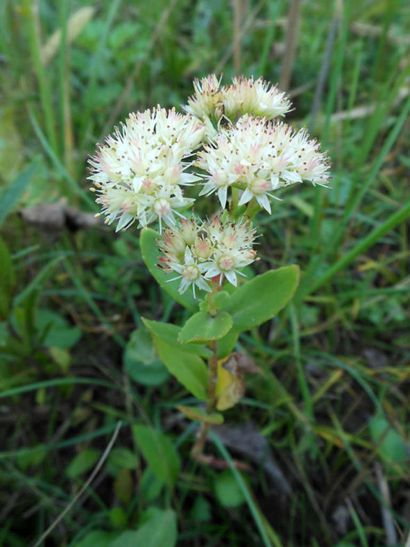 Hylotelephium pallescens aka Sedum pallescens